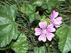 photo de la mauve sylvestre, Malva sylvestris